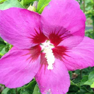 Hibiscus syriacus Lil' Kim® Violet, Rose of Sharon Lil' Kim® Violet, Shrub Althea Lil' Kim® Violet, Hibiscus Lil' Kim® Violet, Hibiscus syriacus 'SHIMRV24', Flowering Shrub, Purple flowers, Purple Hibiscus