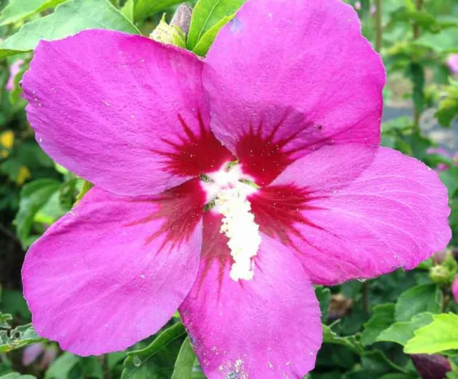 Hibiscus syriacus Lil' Kim® Violet, Rose of Sharon Lil' Kim® Violet, Shrub Althea Lil' Kim® Violet, Hibiscus Lil' Kim® Violet, Hibiscus syriacus 'SHIMRV24', Flowering Shrub, Purple flowers, Purple Hibiscus