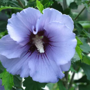 Hibiscus syriacus 'Marina', Rose of Sharon 'Marina', Shrub Althea 'Marina', Hibiscus syriacus 'Blue Satin', Rose of Sharon 'Blue Satin', Shrub Althea 'Blue Satin', Flowering Shrub, Pink flowers, Blue flowers