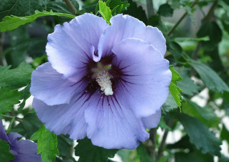 Hibiscus syriacus 'Marina', Rose of Sharon 'Marina', Shrub Althea 'Marina', Hibiscus syriacus 'Blue Satin', Rose of Sharon 'Blue Satin', Shrub Althea 'Blue Satin', Flowering Shrub, Pink flowers, Blue flowers