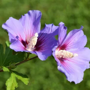 Hibiscus syriacus 'Oiseau Bleu', Rose of Sharon 'Oiseau Bleu', Shrub Althea 'Oiseau Bleu', Hibiscus syriacus BLUE BIRD, Hibiscus syriacus 'Blue Bird', Flowering Shrub, Blue flowers, Blue Hibiscus