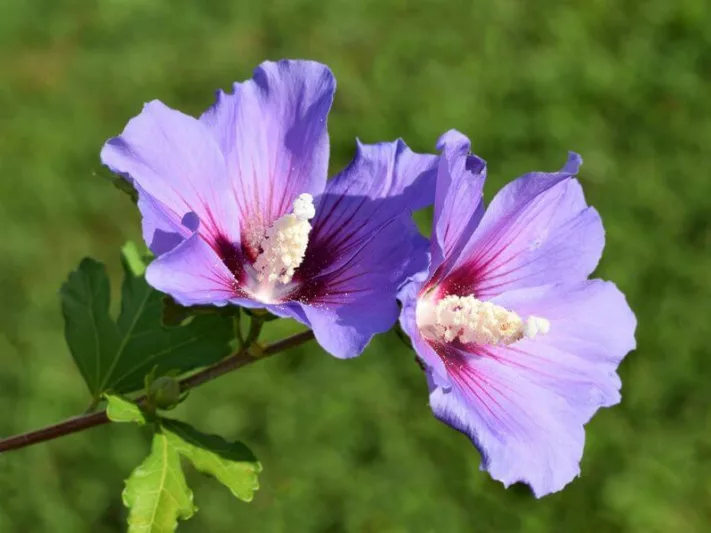 Hibiscus syriacus 'Oiseau Bleu', Rose of Sharon 'Oiseau Bleu', Shrub Althea 'Oiseau Bleu', Hibiscus syriacus BLUE BIRD, Hibiscus syriacus 'Blue Bird', Flowering Shrub, Blue flowers, Blue Hibiscus