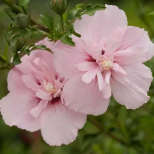 Hibiscus syriacus Pink Chiffon®, Rose of Sharon Pink Chiffon®, Shrub Althea Pink Chiffon®, Flowering Shrub, Pink flowers, Pink Hibiscus