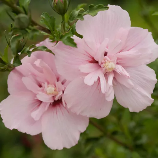 Hibiscus syriacus Pink Chiffon®, Rose of Sharon Pink Chiffon®, Shrub Althea Pink Chiffon®, Flowering Shrub, Pink flowers, Pink Hibiscus