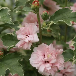 Hibiscus syriacus Sugar Tip®, Rose of Sharon Sugar Tip®, Shrub Althea Sugar Tip®, Flowering Shrub, Pink flowers, Pink Hibiscus, Double Hibiscus