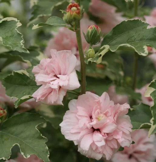 Hibiscus syriacus Sugar Tip®, Rose of Sharon Sugar Tip®, Shrub Althea Sugar Tip®, Flowering Shrub, Pink flowers, Pink Hibiscus, Double Hibiscus