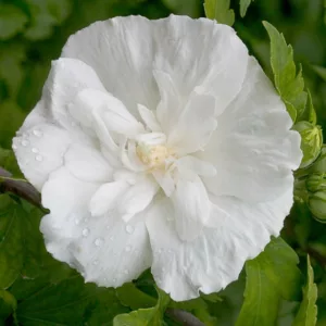 Hibiscus syriacus White Chiffon®, Rose of Sharon White Chiffon®, Shrub Althea White Chiffon®, Flowering Shrub, White flowers, White Hibiscus