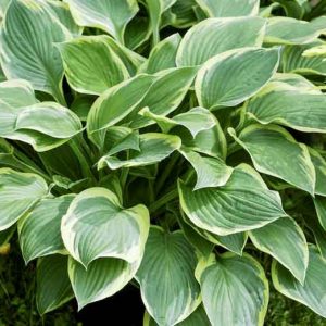 Hosta Fortunei var. Aureomarginata, Gold-Edged Plantain Lily, Hosta Fortunei var. Obscura 'Aureomarginata', Hosta 'Aureomarginata' (fortunei), Hosta 'Obscura Marginata' (fortunei), Hosta 'Yellow Edge', Shade perennials, Plants for shade, Hosta 'Gold Crown'