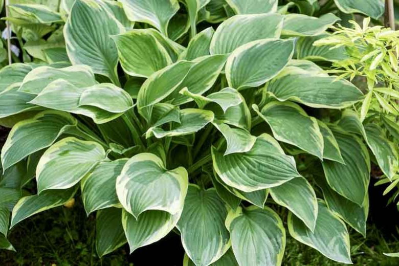Hosta Fortunei var. Aureomarginata, Gold-Edged Plantain Lily, Hosta Fortunei var. Obscura 'Aureomarginata', Hosta 'Aureomarginata' (fortunei), Hosta 'Obscura Marginata' (fortunei), Hosta 'Yellow Edge', Shade perennials, Plants for shade, Hosta 'Gold Crown'