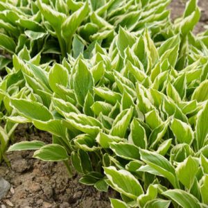 Hosta Fortunei var. Hyacinthina, Hyacinthine Plantain Lily, Hosta 'Hyacinthina', Shade perennials, Plants for shade, variegated Hosta, variegated Plantain Lily,Hosta 'Fortunei Hyacinthina'