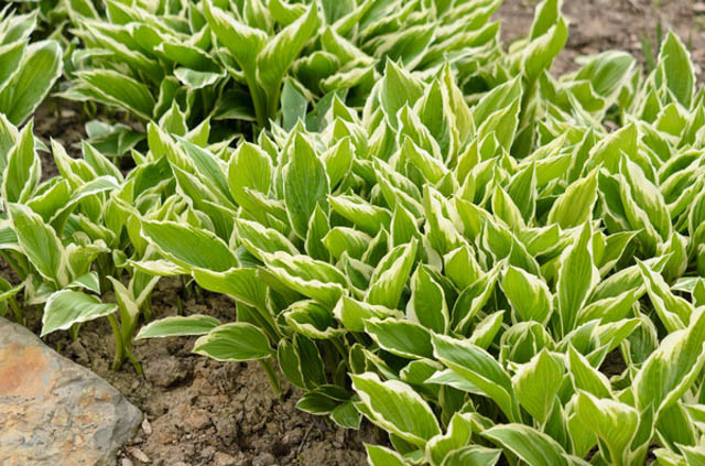 Hosta Fortunei var. Hyacinthina, Hyacinthine Plantain Lily, Hosta 'Hyacinthina', Shade perennials, Plants for shade, variegated Hosta, variegated Plantain Lily,Hosta 'Fortunei Hyacinthina'