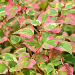 Houttuynia Cordata 'Chameleon', Heart-Leaved Houttuynia 'Chameleon', Chameleon Plant, Heart-Leaved Houttuynia 'Variegata', Heart-Leaved Houttuynia 'Tricolor', Houttuynia Cordata 'Variegata', Houttuynia Cordata 'Tricolor', Chameleon Plant, Best groundcovers