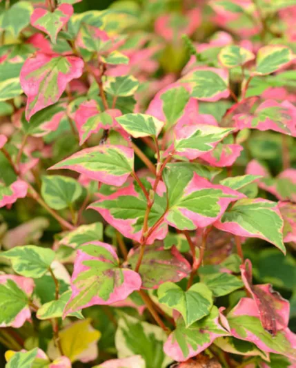 Houttuynia Cordata 'Chameleon', Heart-Leaved Houttuynia 'Chameleon', Chameleon Plant, Heart-Leaved Houttuynia 'Variegata', Heart-Leaved Houttuynia 'Tricolor', Houttuynia Cordata 'Variegata', Houttuynia Cordata 'Tricolor', Chameleon Plant, Best groundcovers