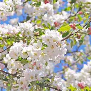 Flowering Crabapples, Crabapples, Malus, Plant Combinations, Border Ideas, Spring Borders, Summer Borders, Companion Plants, Fragrant Treess, Small Trees, Winter Fruit, Fall Fruit