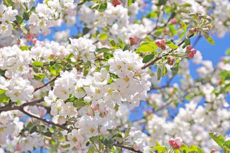 Flowering Crabapples, Crabapples, Malus, Plant Combinations, Border Ideas, Spring Borders, Summer Borders, Companion Plants, Fragrant Treess, Small Trees, Winter Fruit, Fall Fruit
