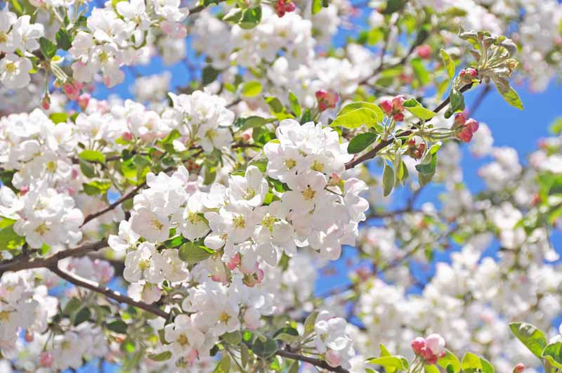 Flowering Crabapples, Crabapples, Malus, Plant Combinations, Border Ideas, Spring Borders, Summer Borders, Companion Plants, Fragrant Treess, Small Trees, Winter Fruit, Fall Fruit