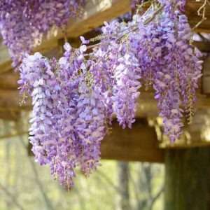 Chinese Wisteria, Japanese Wisteria, Silky Wisteria, Wisteria Sinensis, Wisteria Floribunda, Wisteria Brachybotrys, Fragrant vines, Fragrant flowers