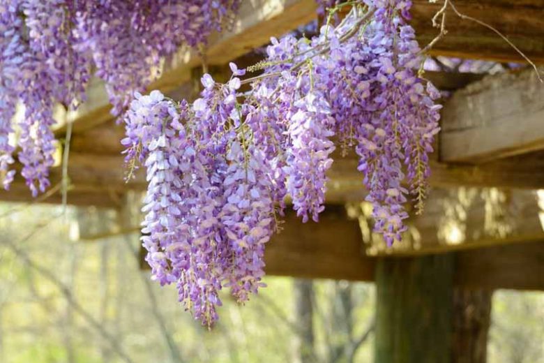 Chinese Wisteria, Japanese Wisteria, Silky Wisteria, Wisteria Sinensis, Wisteria Floribunda, Wisteria Brachybotrys, Fragrant vines, Fragrant flowers