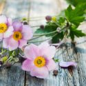 Japanese Anemones, Windflowers, Anemone tomentosa, Grapeleaf Anemones, Anemone x Hybrida, fall flowers, Fall perennials, white flowers, pink flowers, growing Japanese Anemones, Caring Japanese Anemones