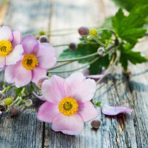 Japanese Anemones, Windflowers, Anemone tomentosa, Grapeleaf Anemones, Anemone x Hybrida, fall flowers, Fall perennials, white flowers, pink flowers, growing Japanese Anemones, Caring Japanese Anemones
