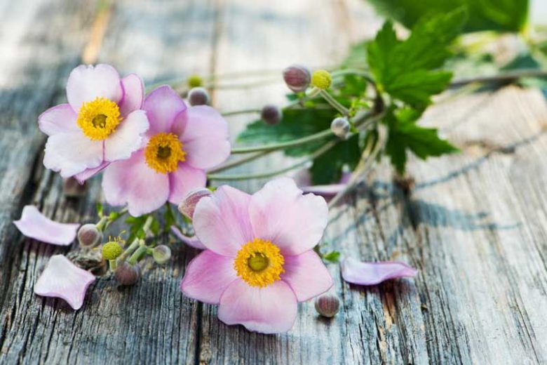 Japanese Anemones, Windflowers, Anemone tomentosa, Grapeleaf Anemones, Anemone x Hybrida, fall flowers, Fall perennials, white flowers, pink flowers, growing Japanese Anemones, Caring Japanese Anemones
