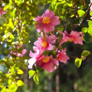 Espaliered Camellias, How to espalier Camellias, Best Camellias for Espaliers