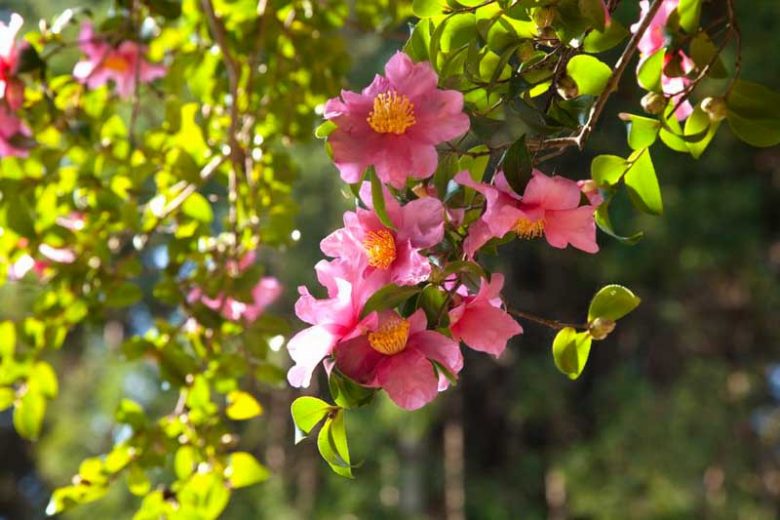 Espaliered Camellias, How to espalier Camellias, Best Camellias for Espaliers