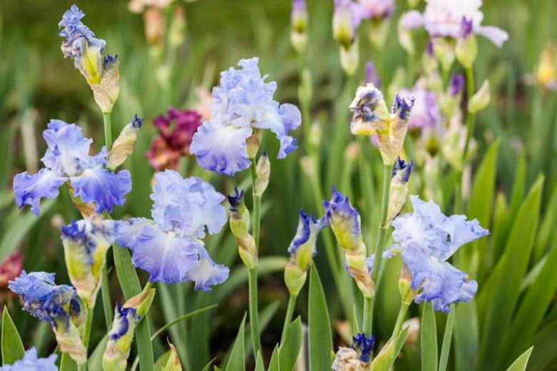 LateBlooming Bearded Irises, Late Season Bearded Irises, Late Tall Bearded Irises, Late Intermediate Bearded Irises, Late Miniature Tall Bearded Irises, Late Border Bearded Irises