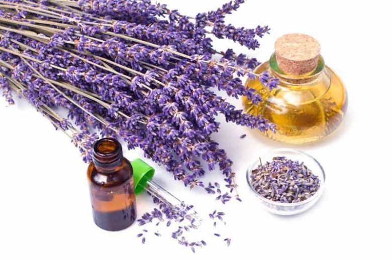 most fragrant lavenders, strongly scented lavenders, English Lavender, Lavandin, lavandula angustifolia, lavandula x intermedia, fragrant lavenders