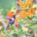 Ruby-throated Hummingbird, Anna's Hummingbird, Black-chinned Hummingbird, Rufous-tailed Hummingbird, Violet-crowned Hummingbird, Long-tailed Sylph, Sword-billed Hummingbird, Bee Hummingbird, Giant Hummingbird