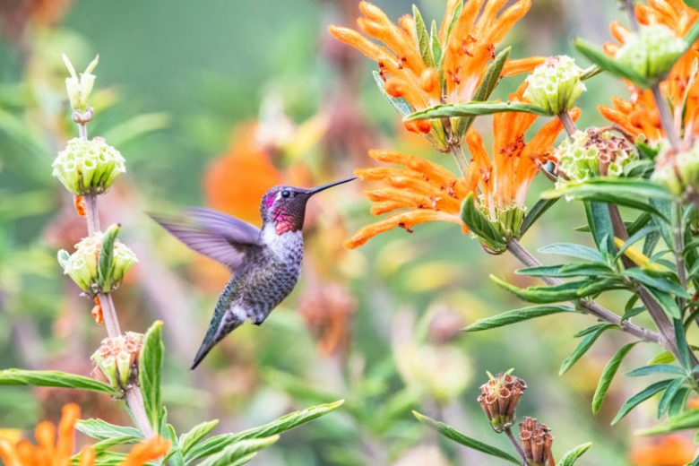 Ruby-throated Hummingbird, Anna's Hummingbird, Black-chinned Hummingbird, Rufous-tailed Hummingbird, Violet-crowned Hummingbird, Long-tailed Sylph, Sword-billed Hummingbird, Bee Hummingbird, Giant Hummingbird