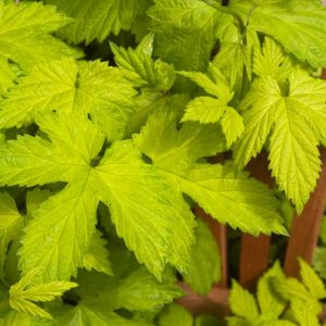 Humulus Lupulus 'Aureus', Common Hop, Golden Hop, Climbing Vines, Golden Vine
