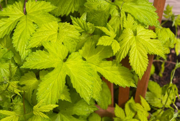 Humulus Lupulus 'Aureus', Common Hop, Golden Hop, Climbing Vines, Golden Vine