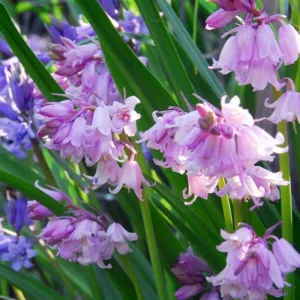 Hyacinthoides Hispanica 'Dainty Maid', Spanish Bluebells 'Dainty Maid', Wood Hyacinth 'Dainty Maid', Scilla hispanica 'Dainty Maid', Scilla Campanulata 'Dainty Maid', Endymion Hispanicus 'Dainty Maid', Pink Flowers,