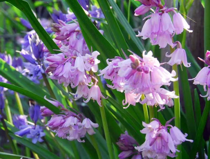Hyacinthoides Hispanica 'Dainty Maid', Spanish Bluebells 'Dainty Maid', Wood Hyacinth 'Dainty Maid', Scilla hispanica 'Dainty Maid', Scilla Campanulata 'Dainty Maid', Endymion Hispanicus 'Dainty Maid', Pink Flowers,