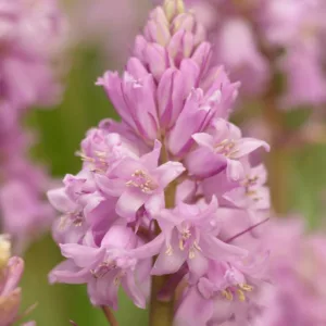 Hyacinthoides Hispanica 'Miss World', Spanish Bluebells 'Miss World', Wood Hyacinth 'Miss World', Scilla hispanica 'Miss World', Scilla Campanulata 'Miss World', Endymion Hispanicus 'Miss World', Pink Flowers,