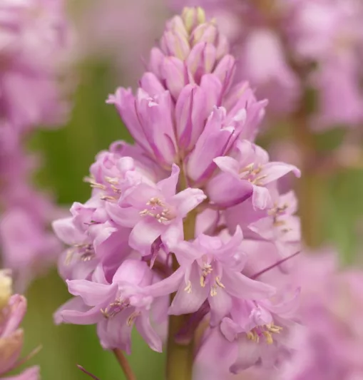 Hyacinthoides Hispanica 'Miss World', Spanish Bluebells 'Miss World', Wood Hyacinth 'Miss World', Scilla hispanica 'Miss World', Scilla Campanulata 'Miss World', Endymion Hispanicus 'Miss World', Pink Flowers,