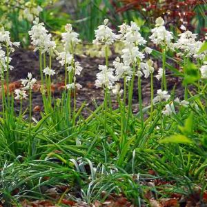 Hyacinthoides Hispanica 'White City', Spanish Bluebells 'White City', Wood Hyacinth 'White City', Scilla hispanica 'White City', Scilla Campanulata 'White City', While Flowers,