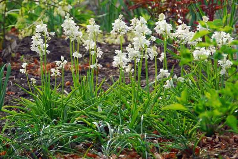 Hyacinthoides Hispanica 'White City', Spanish Bluebells 'White City', Wood Hyacinth 'White City', Scilla hispanica 'White City', Scilla Campanulata 'White City', While Flowers,