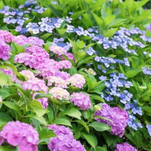 Hydrangea types, Hydrangea macrophylla, Hydrangea paniculata, Hydrangea quercifolia, Hydrangea serrata, Mophead Hydrangeas, Lacecap Hydrangeas, Mountain Hydrangeas, Oakleaf Hydrangeas