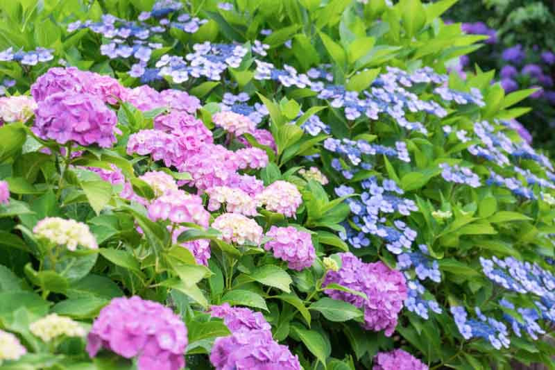 Hydrangea types, Hydrangea macrophylla, Hydrangea paniculata, Hydrangea quercifolia, Hydrangea serrata, Mophead Hydrangeas, Lacecap Hydrangeas, Mountain Hydrangeas, Oakleaf Hydrangeas