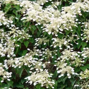 Climbing Hydrangea, Hydrangea anomala subsp. petiolaris, Hydrangea petiolaris, Hydrangea scandens Maxim., white hydrangea, white flowers