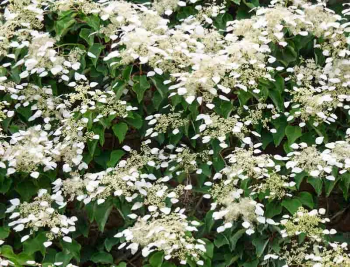 Climbing Hydrangea, Hydrangea anomala subsp. petiolaris, Hydrangea petiolaris, Hydrangea scandens Maxim., white hydrangea, white flowers