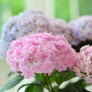 Coastal South Hydrangeas, South Hydrangea, South Mophead Hydrangeas, South Lacecap Hydrangeas, South Mountain Hydrangeas, South Oakleaf Hydrangeas