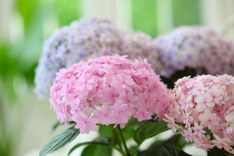 Coastal South Hydrangeas, South Hydrangea, South Mophead Hydrangeas, South Lacecap Hydrangeas, South Mountain Hydrangeas, South Oakleaf Hydrangeas
