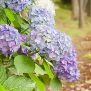 Lower South Hydrangeas, South Hydrangea, South Mophead Hydrangeas, South Lacecap Hydrangeas, South Mountain Hydrangeas, South Oakleaf Hydrangeas