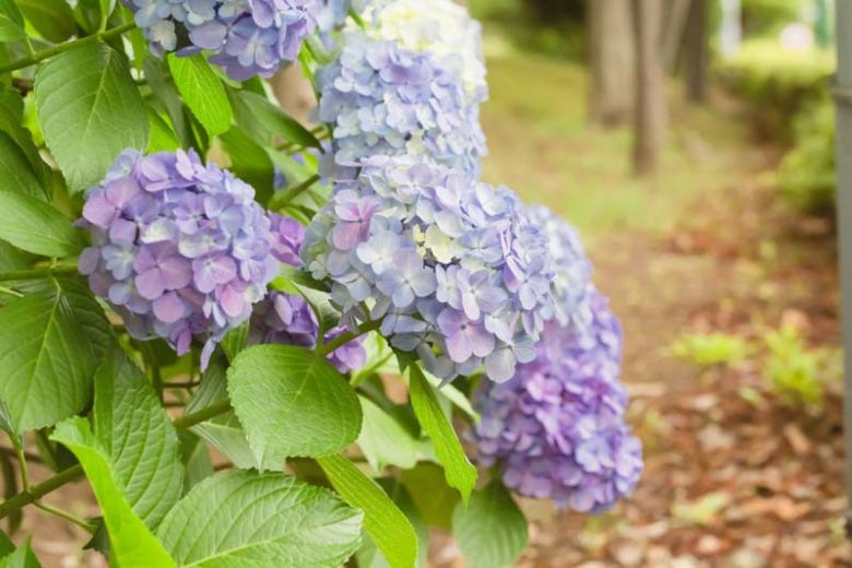 Lower South Hydrangeas, South Hydrangea, South Mophead Hydrangeas, South Lacecap Hydrangeas, South Mountain Hydrangeas, South Oakleaf Hydrangeas