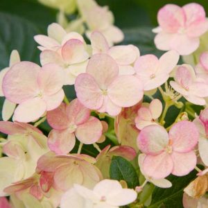 Mid-Atlantic Hydrangeas, Mid-Atlantic Hydrangea, Mid-Atlantic Mophead Hydrangeas, Mid-Atlantic Lacecap Hydrangeas, Mid-Atlantic Mountain Hydrangeas, Mid-Atlantic Oakleaf Hydrangeas, Mid-Atlantic Smooth Hydrangeas, Panicle Hydrangeas