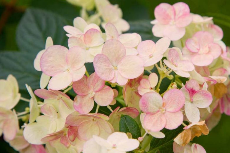 Mid-Atlantic Hydrangeas, Mid-Atlantic Hydrangea, Mid-Atlantic Mophead Hydrangeas, Mid-Atlantic Lacecap Hydrangeas, Mid-Atlantic Mountain Hydrangeas, Mid-Atlantic Oakleaf Hydrangeas, Mid-Atlantic Smooth Hydrangeas, Panicle Hydrangeas