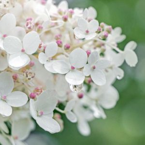 Middle South Hydrangeas, South Hydrangea, South Mophead Hydrangeas, South Lacecap Hydrangeas, South Mountain Hydrangeas, South Oakleaf Hydrangeas